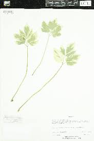 Image result for Afrosciadium rhodesicum