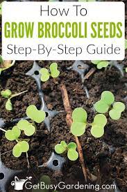 We did not find results for: How To Grow Broccoli From Seed Step By Step Get Busy Gardening