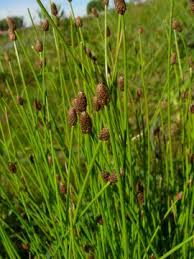 Image result for Eleocharis setifolia