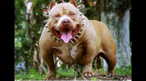 Non sempre queste nazioni hanno ingressi sigillati, ma è esistono rischi globali trasversali quali terrorismo e calamità naturali estreme. I Cani Piu Forti Al Mondo Youtube