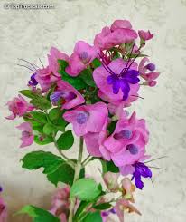 Image result for Karomia tettensis