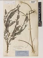 Image result for Aeschynomene mossambicensis