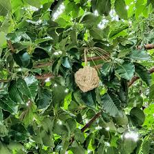 Joannesia princeps - cutieira | Biologia da Paisagem