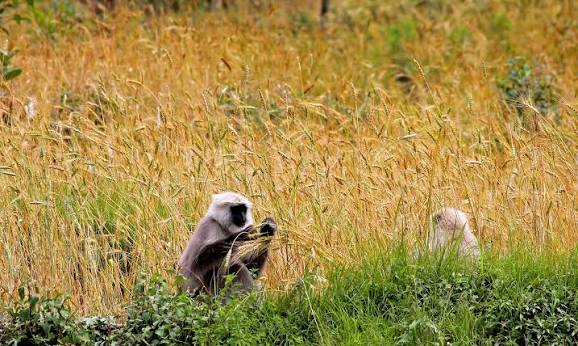 Living With Himalayan Langurs | Nature inFocus