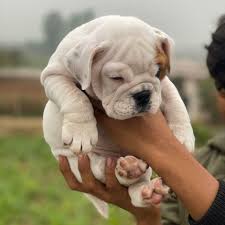 Find french bulldogs & puppies for sale across australia. Bull Dog Puppies For Sale In Delhi Bulldog Puppies English Bulldog Puppies Puppies
