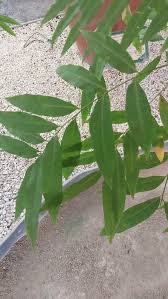 Image result for Sapindus saponaria