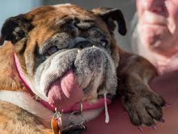 Si vous êtes atteint de ce syndrome, passez votre chemin. Le Chien Le Plus Laid Du Monde Est Mort Challenges