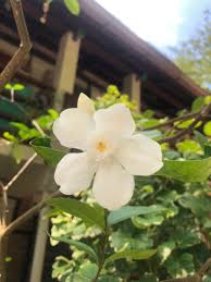 Image result for Wrightia