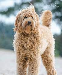 Manorborn Australian Labradoodle Breeder Labradoodle Puppies For Sale Australian Labradoodle Labradoodle Puppy Labradoodle Breeders