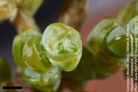 Image result for Caroxylon littoralis