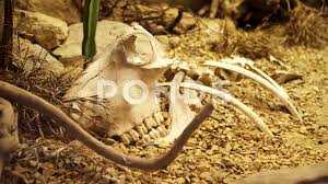 We See A Dead Animal Skull As It Lays On The Desert Floor Simulation At The Stock Footage Ad Skull Lays Dead Animal Animal Skulls Simulation Animals