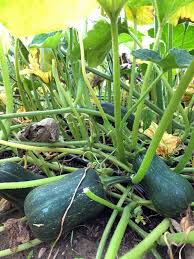 Maybe you would like to learn more about one of these? How To Hand Pollinate Your Squash Zucchini The Art Of Doing Stuff