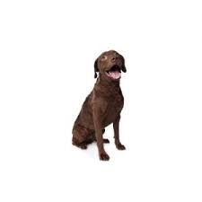 Check spelling or type a new query. Chesapeake Bay Retriever Puppies Petland Cicero Ny