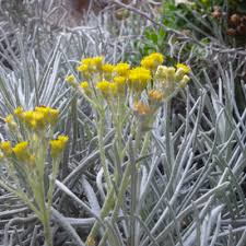 Image result for Helichrysopsis