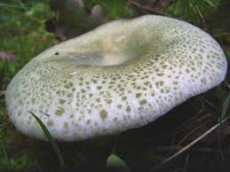 Image result for Russula perlactea