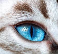 The result of this experimentation was the formation of bengals with a white fur coat and blue eyes. Bengal Cat Colors And Patterns Visual Guide