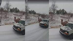 A camel handler pulled his camel out of its travel carrier in the middle of a snowstorm. Why D The Camel Cross The Road Better Question Why Is There A Camel In The Snowstorm In Pennsylvania Suburbs Jewish Federation Of Greater Philadelphia