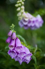 Lavender colored flowers hd wallpapers on picsfair.com. 22 Purple Flowers For Gardens Perennials Annuals With Purple Blossoms