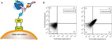 C#m c#m7 e you've learned to take the laughter with the tears f#m after all these years. Isolation And Structural Characterization Of A Zn2 Bound Single Domain Antibody Against Norc A Putative Multidrug Efflux Transporter In Bacteria Journal Of Biological Chemistry