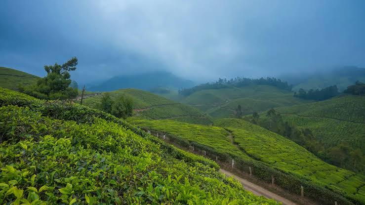 Munnar Kerala monsoon tea garden