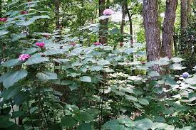 Image result for Buchnerodendron