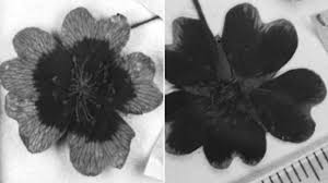 We did not find results for: Flower Colors Are Changing In Response To Climate Change Science Aaas