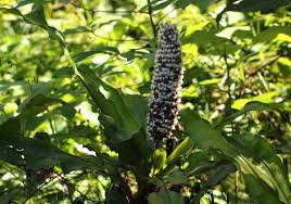 Image result for Palisota schweinfurthii