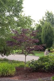 Looking for emperor 1 japanese maple tree? Welcome To Sloat Garden Center San Francisco Bay Area Nurseries
