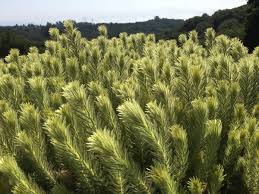 Image result for Phylica