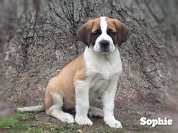 Saint Bernard Puppy For Sale In Ypsilanti Mi Adn 32015 On Puppyfinder Com Gender Female Age 12 Weeks Old St Bernard Puppy Puppies Saint Bernard