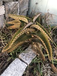 Image result for Kalanchoe daigremontiana