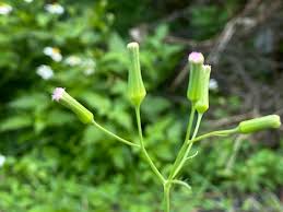 Image result for Emilia debilis