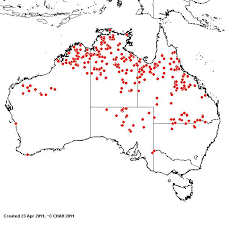 Image result for Elytrophorus spicatus