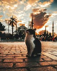 Stamboll Guzel Kediler Hayvan Fotografciligi Hayvan Mizahi