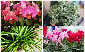 Check spelling or type a new query. 15 Plants For A North Facing Window Garden Lovers Club