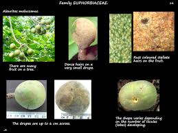 Image result for Aleurites