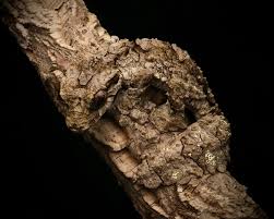 Image result for Urochloa brevispicata