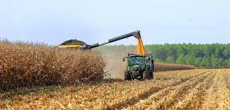 Odmiany kukurydzy 2025 od RAGT. Jak wybrać najlepszą?