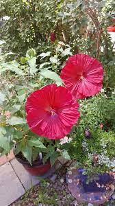 Monster Hibiscus From Qvc And Cottage Farms Mother Nature Types Of Flowers Flowers