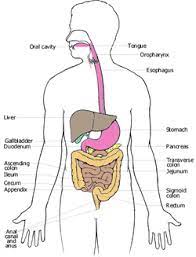 Digestive System Mrs Andrews 7th Grade Life Science