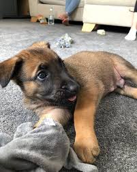 She loves people, playing with other dogs and cats. This Is Tucker He Is A 6 Week Old Belgian Malinois Go Follow And Follow Him Growing We Would Be Sooo Happ Malinois Dog Malinois Puppies Belgian Malinois Dog