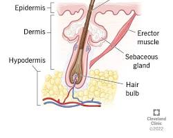 Integumentary System Diagram 3