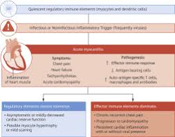 Autoimmune myocarditis and dilated cardiomyopathy: The Quest For New Approaches In Myocarditis And Inflammatory Cardiomyopathy Sciencedirect