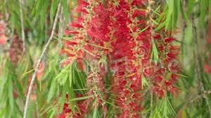 Sep 10, 2014 · the mimosa tree (a.k.a. Weeping Willow Tree Red Flowers And Green Foliage Hd Footage Stock Footage Video Of Botany Color 112170262