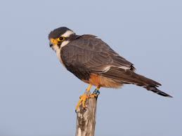 Aplomado Falcon