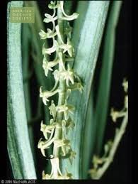 Image result for Diaphananthe bidens