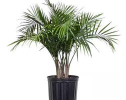 Image result for Usteria guineensis