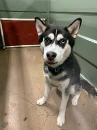 Siberian husky puppies made from finest materials available at shockingly low prices. Husky Puppies For Sale In Fort Worth Tx 5miles Buy And Sell