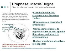 Repairing a damaged part of its body. The Cell Cycle And Mitosis Ppt Video Online Download