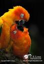 montefiori collection 2 parrots kissing video of imran hashmi